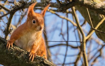 Inspired by Wild Isles? 8 locations in the UK to see the best of British wildlife